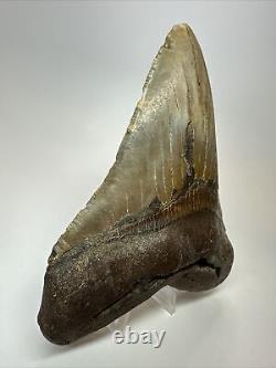 Megalodon Shark Tooth 5.91 Giant Authentic Fossil Natural 18082