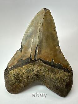 Megalodon Shark Tooth 5.91 Giant Authentic Fossil Natural 18082