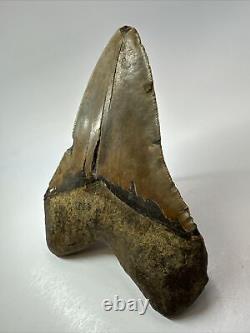 Megalodon Shark Tooth 5.91 Giant Authentic Fossil Natural 18082