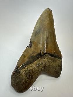 Megalodon Shark Tooth 5.91 Giant Authentic Fossil Natural 18082