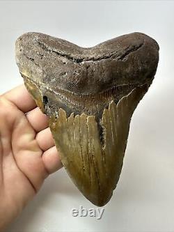 Megalodon Shark Tooth 5.91 Giant Authentic Fossil Natural 18082