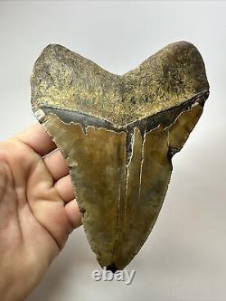 Megalodon Shark Tooth 5.91 Giant Authentic Fossil Natural 18082