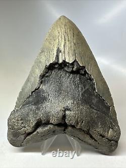 Megalodon Shark Tooth 5.91 Huge Natural Fossil Authentic 16662