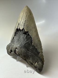 Megalodon Shark Tooth 5.91 Huge Natural Fossil Authentic 16662