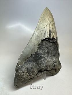 Megalodon Shark Tooth 5.91 Huge Natural Fossil Authentic 16662