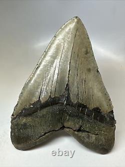 Megalodon Shark Tooth 5.91 Huge Natural Fossil Authentic 16662