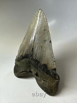 Megalodon Shark Tooth 5.91 Huge Natural Fossil Authentic 16662