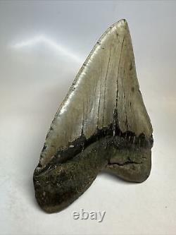 Megalodon Shark Tooth 5.91 Huge Natural Fossil Authentic 16662