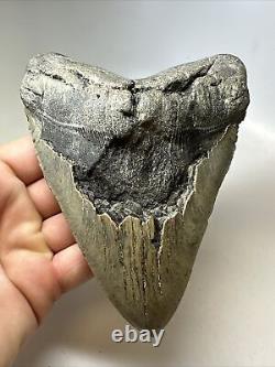 Megalodon Shark Tooth 5.91 Huge Natural Fossil Authentic 16662