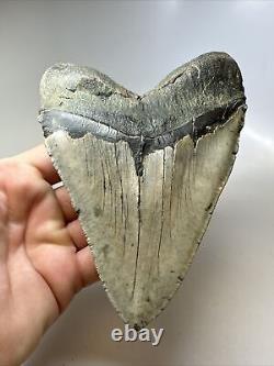 Megalodon Shark Tooth 5.91 Huge Natural Fossil Authentic 16662