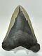 Megalodon Shark Tooth 5.91 Huge Rare Fossil Authentic 18248