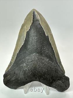 Megalodon Shark Tooth 5.91 Huge Rare Fossil Authentic 18248