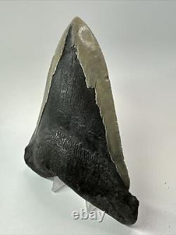 Megalodon Shark Tooth 5.91 Huge Rare Fossil Authentic 18248