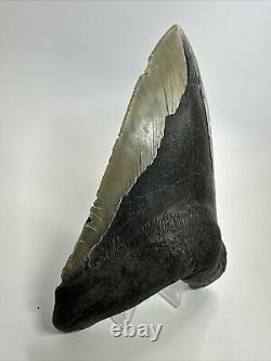 Megalodon Shark Tooth 5.91 Huge Rare Fossil Authentic 18248