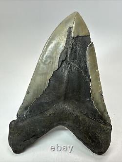 Megalodon Shark Tooth 5.91 Huge Rare Fossil Authentic 18248