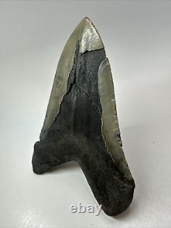 Megalodon Shark Tooth 5.91 Huge Rare Fossil Authentic 18248