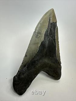 Megalodon Shark Tooth 5.91 Huge Rare Fossil Authentic 18248