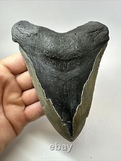 Megalodon Shark Tooth 5.91 Huge Rare Fossil Authentic 18248