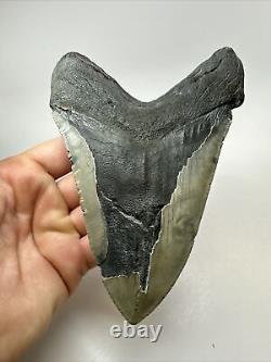 Megalodon Shark Tooth 5.91 Huge Rare Fossil Authentic 18248