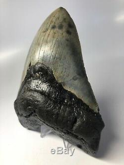 Megalodon Shark Tooth 5.92 Giant Amazing Fossil No Restoration 5090