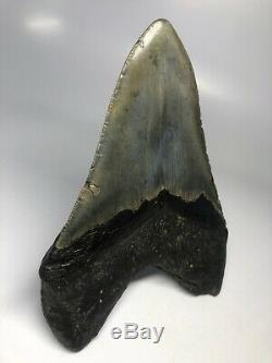 Megalodon Shark Tooth 5.92 Giant Amazing Fossil No Restoration 5090