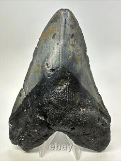 Megalodon Shark Tooth 5.92 Huge Authentic Fossil Black 18755