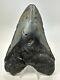 Megalodon Shark Tooth 5.92 Huge Authentic Fossil Black 18755