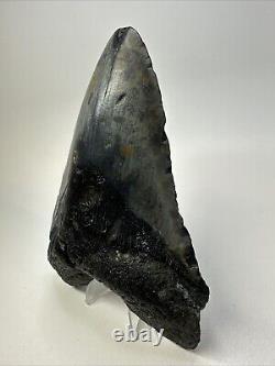 Megalodon Shark Tooth 5.92 Huge Authentic Fossil Black 18755