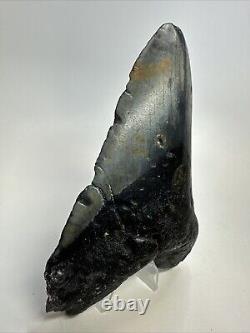 Megalodon Shark Tooth 5.92 Huge Authentic Fossil Black 18755