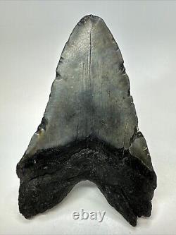 Megalodon Shark Tooth 5.92 Huge Authentic Fossil Black 18755