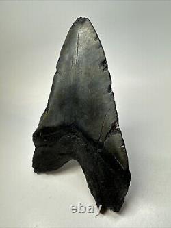 Megalodon Shark Tooth 5.92 Huge Authentic Fossil Black 18755