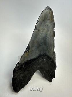 Megalodon Shark Tooth 5.92 Huge Authentic Fossil Black 18755