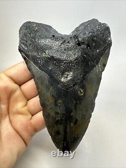 Megalodon Shark Tooth 5.92 Huge Authentic Fossil Black 18755