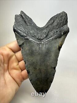 Megalodon Shark Tooth 5.92 Huge Authentic Fossil Black 18755