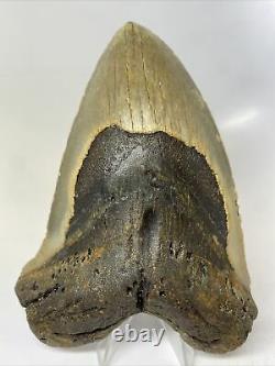 Megalodon Shark Tooth 5.92 Huge Real Fossil Natural 11810