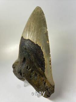 Megalodon Shark Tooth 5.92 Huge Real Fossil Natural 11810