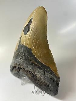 Megalodon Shark Tooth 5.92 Huge Real Fossil Natural 9960