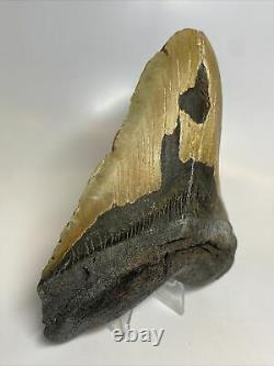 Megalodon Shark Tooth 5.92 Huge Real Fossil Natural 9960