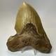 Megalodon Shark Tooth 5.92 Inch Huge Orange Fossil Authentic Teeth 19959