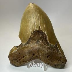 Megalodon Shark Tooth 5.92 Inch Huge Orange Fossil Authentic Teeth 19959
