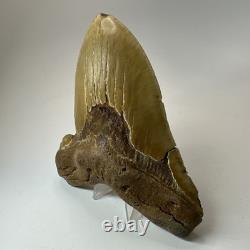 Megalodon Shark Tooth 5.92 Inch Huge Orange Fossil Authentic Teeth 19959