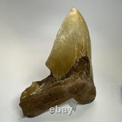 Megalodon Shark Tooth 5.92 Inch Huge Orange Fossil Authentic Teeth 19959