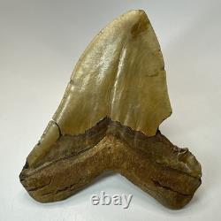 Megalodon Shark Tooth 5.92 Inch Huge Orange Fossil Authentic Teeth 19959