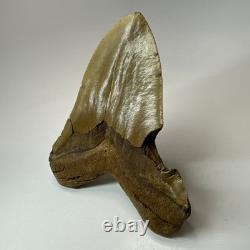 Megalodon Shark Tooth 5.92 Inch Huge Orange Fossil Authentic Teeth 19959