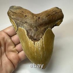 Megalodon Shark Tooth 5.92 Inch Huge Orange Fossil Authentic Teeth 19959