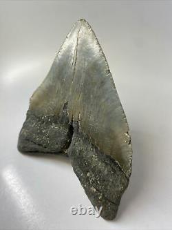 Megalodon Shark Tooth 5.92 Super Wide Unique Shape Authentic Fossil 9627
