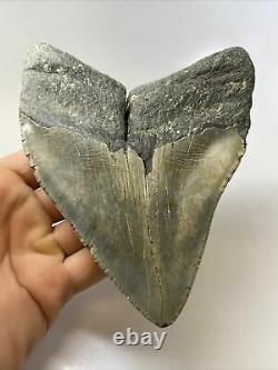 Megalodon Shark Tooth 5.92 Super Wide Unique Shape Authentic Fossil 9627