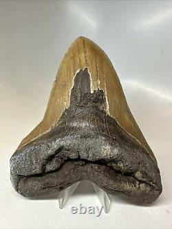 Megalodon Shark Tooth 5.93 Amazing Authentic Fossil Huge 16467