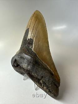 Megalodon Shark Tooth 5.93 Amazing Authentic Fossil Huge 16467