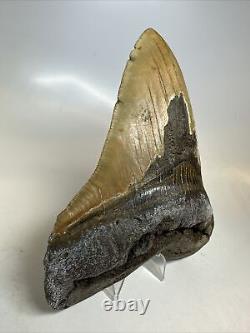 Megalodon Shark Tooth 5.93 Amazing Authentic Fossil Huge 16467